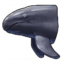 Kleiner Schwertwal.png